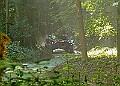 20250711FOSGOODWOOD2500113A