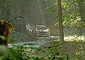 20250711FOSGOODWOOD2500225A