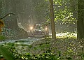 20250711FOSGOODWOOD2500229A