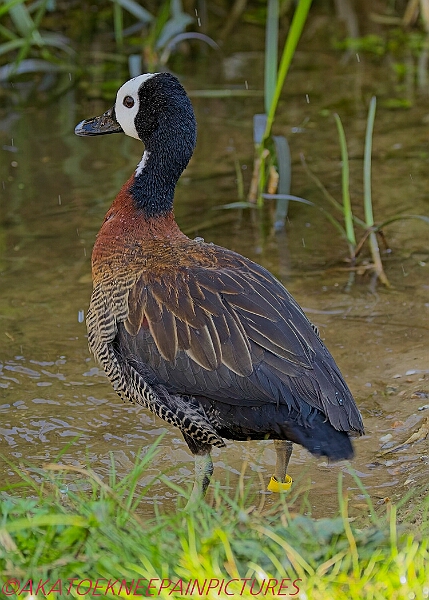 20250403PENSAPRIL00011A.JPG