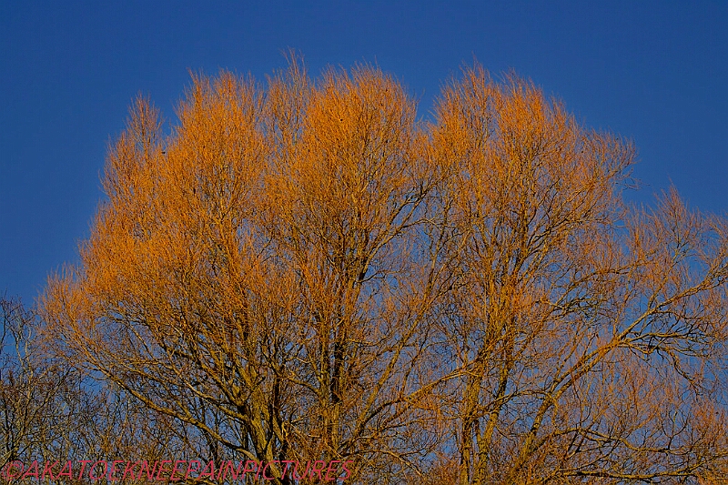 20250403PENSAPRIL00088A.JPG
