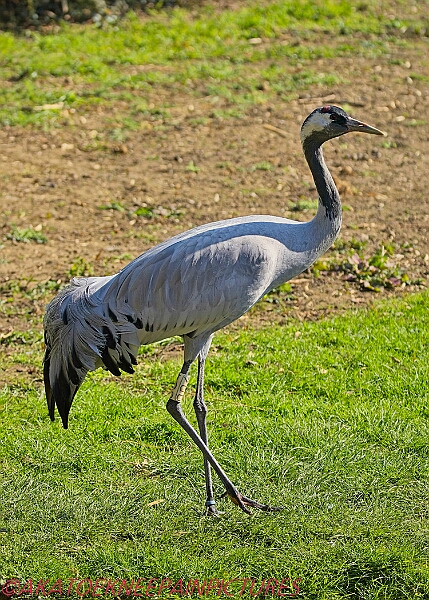 20250403PENSAPRIL00111A.JPG