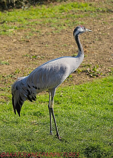 20250403PENSAPRIL00116A.JPG