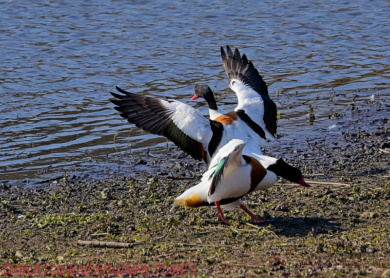 20250403PENSAPRIL00228A.JPG