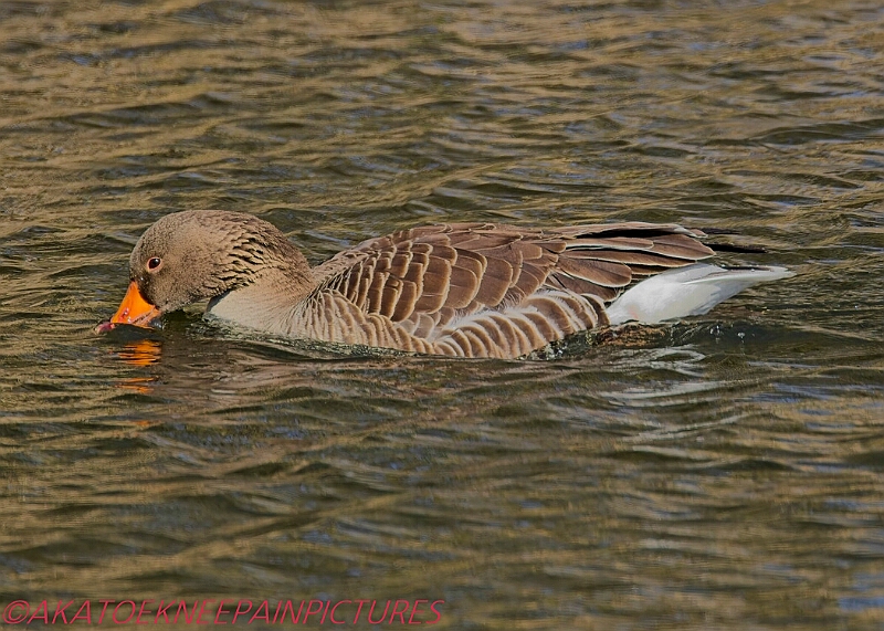 20250403PENSAPRIL00276A.JPG