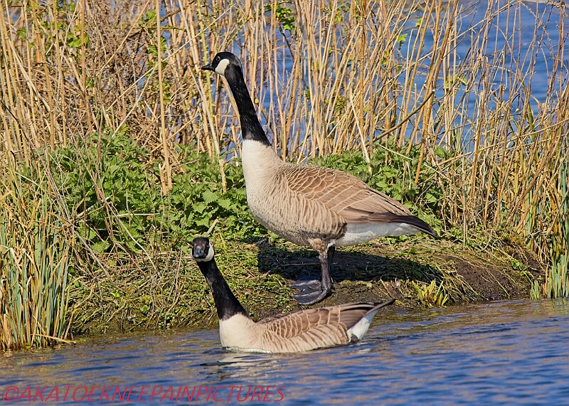 20250403PENSAPRIL00318A.JPG