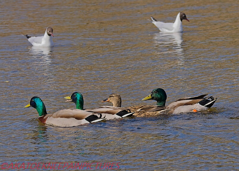 20250403PENSAPRIL00397A.JPG