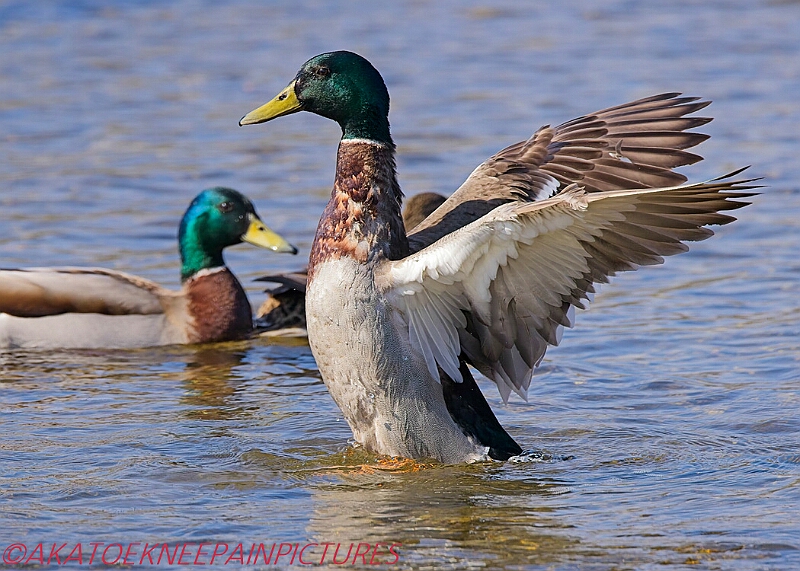 20250403PENSAPRIL00400A.JPG