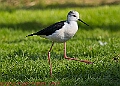 20250403PENSAPRIL00037A