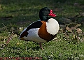 20250403PENSAPRIL00074A