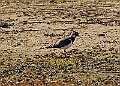 20250403PENSAPRIL00160A