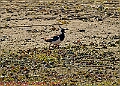 20250403PENSAPRIL00164A