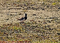 20250403PENSAPRIL00165A