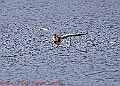 20250403PENSAPRIL00189A