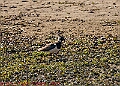 20250403PENSAPRIL00211A