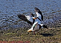 20250403PENSAPRIL00228A
