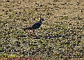 20250403PENSAPRIL00247A