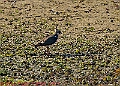 20250403PENSAPRIL00248A