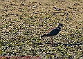 20250403PENSAPRIL00249A