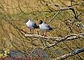 20250403PENSAPRIL00270A