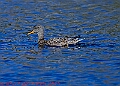 20250403PENSAPRIL00361A