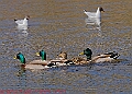 20250403PENSAPRIL00397A