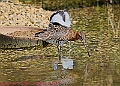 20250403PENSAPRIL00431A