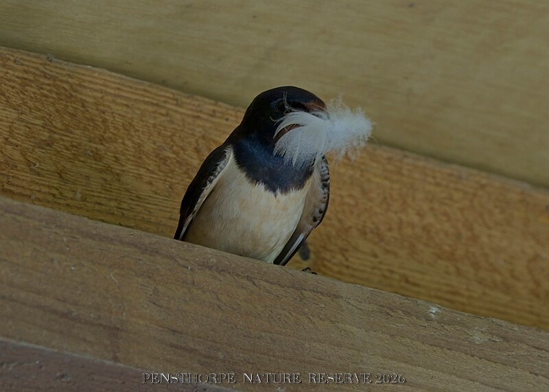 20260423 PENSAPR00104A.JPG
