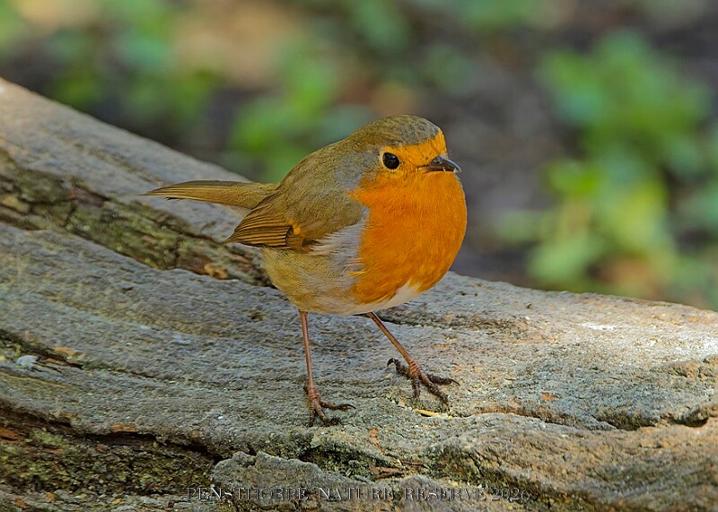 20260423 PENSAPR00310A.JPG