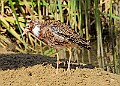 20260423 PENSAPR00012A