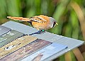 20260423 PENSAPR00044A