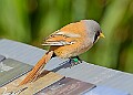 20260423 PENSAPR00050A