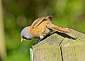 20260423 PENSAPR00057A