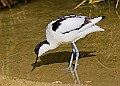 20260423 PENSAPR00060A
