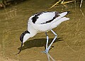 20260423 PENSAPR00063A