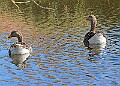 20260423 PENSAPR00065A