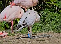 20260423 PENSAPR00079A