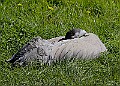 20260423 PENSAPR00090A