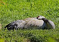 20260423 PENSAPR00094A