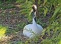 20260423 PENSAPR00096A
