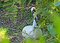 20260423 PENSAPR00098A