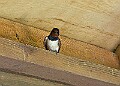 20260423 PENSAPR00105A