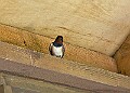 20260423 PENSAPR00106A