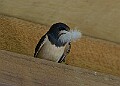 20260423 PENSAPR00108A