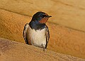 20260423 PENSAPR00111A