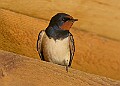 20260423 PENSAPR00112A