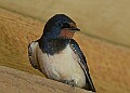 20260423 PENSAPR00116A