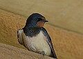 20260423 PENSAPR00118A