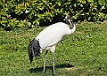 20260423 PENSAPR00126A