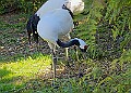 20260423 PENSAPR00137A